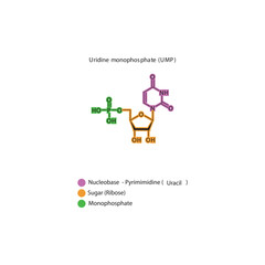 Uridine monophosphate (UMP) skeletal structure schematic illustration, Nucleotide molecule.