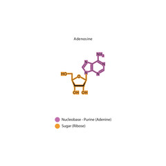 Adenosine skeletal structure schematic illustration, Nucleoside molecule.