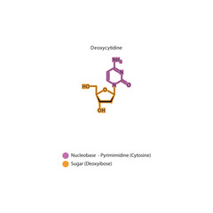 Deoxycytidine skeletal structure schematic illustration, Nucleoside molecule.