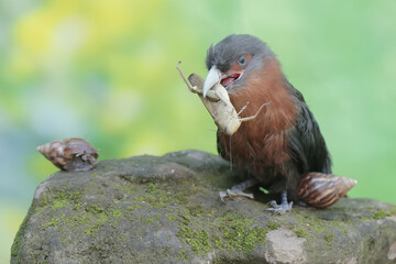 A young chestnut-breasted malkoha is preying on a grasshopper. This beautifully colored bird has the scientific name Phaenicophaeus curvirostris.