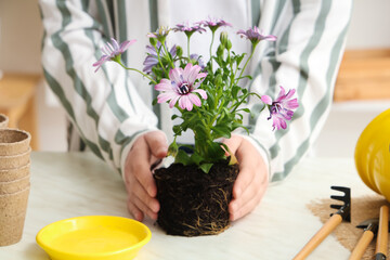 Female hands with blooming plant and gardening tools on light table, closeup
