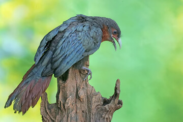 A young chestnut-breasted malkoha hunts for small insects on a rotting tree trunk. This beautifully...