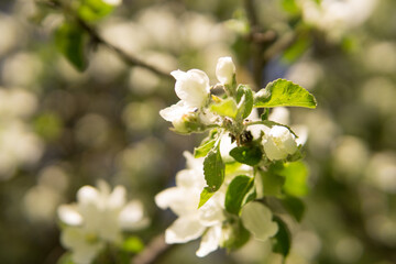 Blooming Apple tree branches with white flowers close-up.