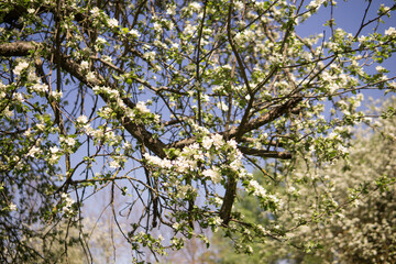 An apple tree in a blooming park, the general plan.Blooming branches of an apple tree with white flowers, a background of spring nature