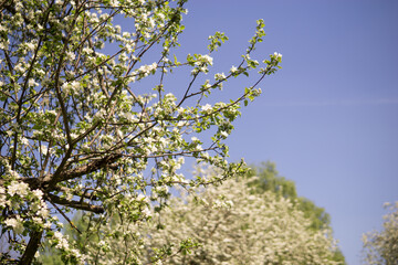 An apple tree in a blooming park, the general plan.Blooming branches of an apple tree with white flowers, a background of spring nature