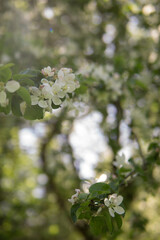 Obraz premium Blooming Apple tree branches with white flowers close-up.
