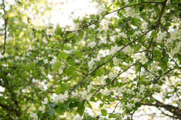 An apple tree in a blooming park, the general plan.Blooming branches of an apple tree with white flowers, a background of spring nature