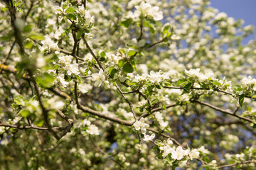 An apple tree in a blooming park, the general plan.Blooming branches of an apple tree with white flowers, a background of spring nature