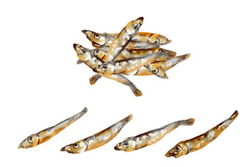 Fototapeta premium 田作りの水彩画風 手描きイラスト