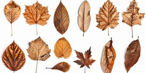 Obraz premium Dried Leaves Collection. Isolated Brown Dry Leaves, Nut, Animal with Nature Closeup
