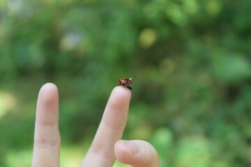 Ladybug Resting On Top Of The FInger