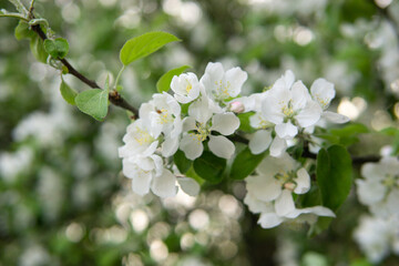 Blooming Apple tree branches with white flowers close-up.