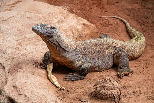 drago di komodo