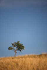 Obraz premium Samotnik