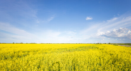 Obraz premium A field of yellow flowers with a blue sky in the background