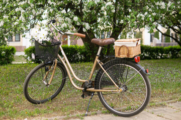 Fototapeta premium A beautiful retro bike with a wicker basket stands next to a blooming apple tree in the park.