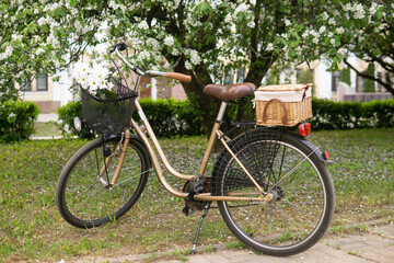 A beautiful retro bike with a wicker basket stands next to a blooming apple tree in the park.