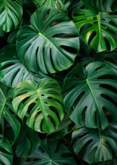 green monstera leaf as a wallpaper for plants as a background