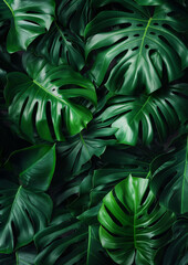green monstera leaf as a wallpaper for plants as a background