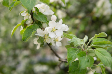 Blooming Apple tree branches with white flowers close-up.