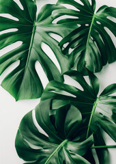 green monstera leaf as a wallpaper for plants as a background