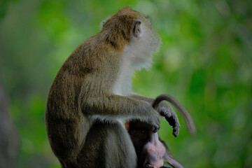 Longtail macaque on the tree in rainforest