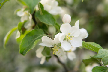 Blooming Apple tree branches with white flowers close-up.