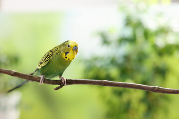 Pet parrot. Cute budgerigar sitting on stick against blurred background