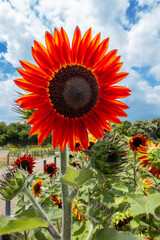 赤いヒマワリの花