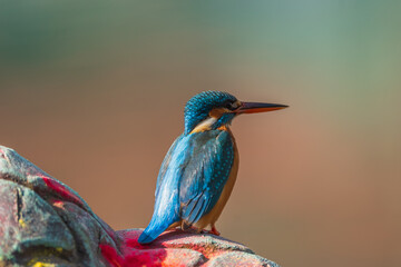 The common kingfisher (Alcedo atthis), also known as the Eurasian kingfisher or river kingfisher, is a small and colorful bird.