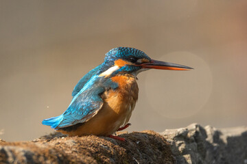 The common kingfisher (Alcedo atthis), also known as the Eurasian kingfisher or river kingfisher, is a small and colorful bird.