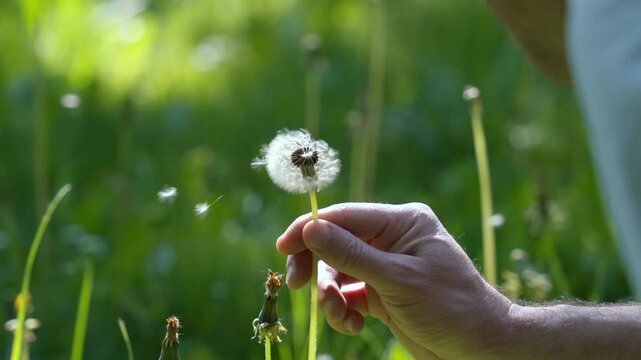Young woman touch to dandelion. Woman blowing on ripe dandelion. Spring garden