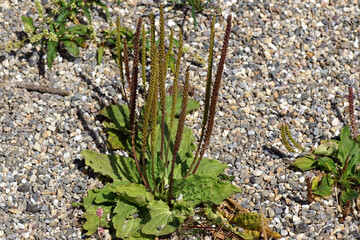Fototapeta premium Close up flowering greater plantain (Plantago major), family Plantaginaceae. In the gravel. Summer, Netherlands
