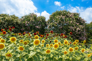 サルスベリを背景に咲く赤と黄色のヒマワリ