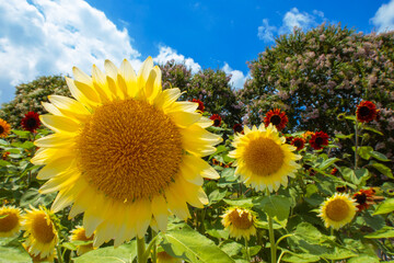 黄色いヒマワリの花