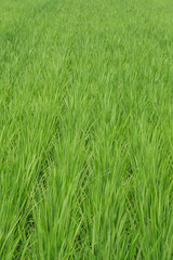 夏の田んぼで育つ稲