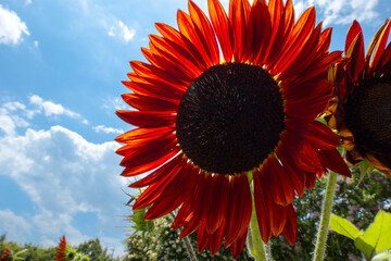 赤いヒマワリの花