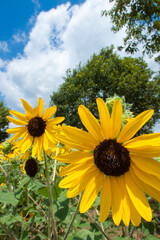 黄色いヒマワリの花