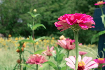 ピンクのヒャクニチソウの花