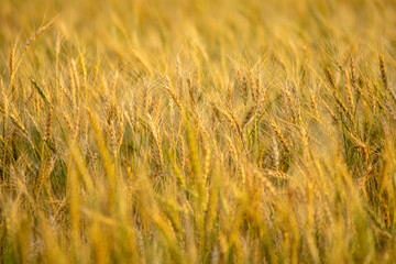 selective focus of ears of wheat ripe in summer ready for harvesting, agriculture concept