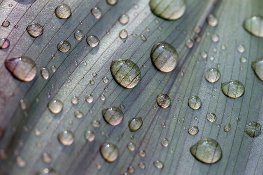 Leaf of a plant with raindrops, Lotos effect, North Rhine-Westphalia, Germany, Europe