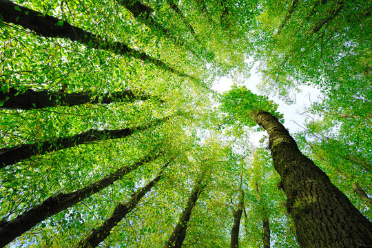 Large Linden trees (Tilia) and Oaks (Quercus) are striving towards the light, view from below into the treetops, Mecklenburg-Western Pomerania, Germany, Europe