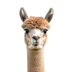 Fototapeta premium Alpaca is looking forward on a white background