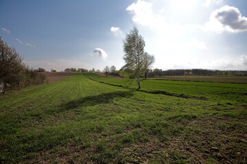 Brzoza na polu © Robert