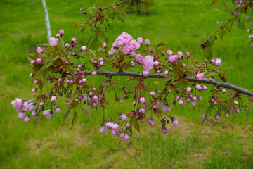 Buds and opening pink flowers of Kiku shidare sakura in May
