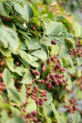 red blackberries on a bush