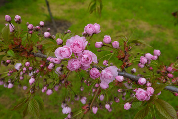 Not fully opened pink flowers and buds of Kiku shidare sakura in May
