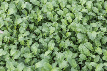 Mustard microgreens. Micro green sprouts for healthy vegan food cooking. Small sprouts of mustard.