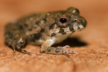 A close up of a frog sitting on a wooden surface. This amphibian has the scientific name Rana temporaria.