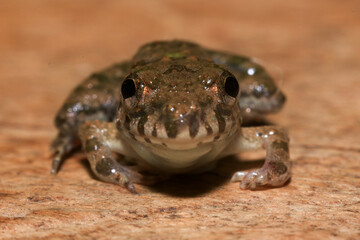 A close up of a frog sitting on a wooden surface. This amphibian has the scientific name Rana temporaria.